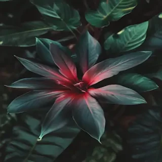 plant iphone wallpaper