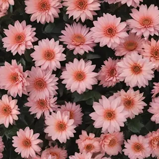 aesthetic flower desktop wallpaper