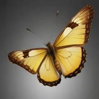 butter fly png