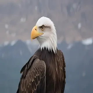 eagle background