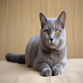 grey cat