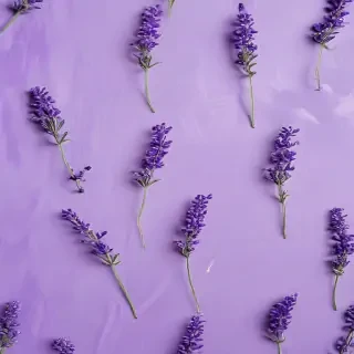 lavender background