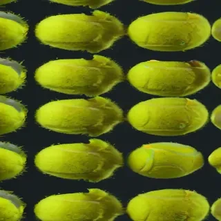 tennis ball png