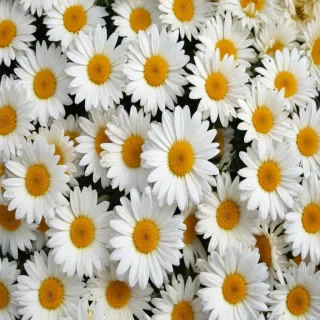 daisy background