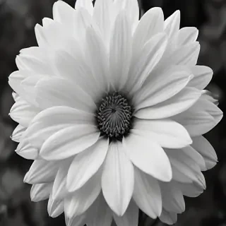 flower images black and white