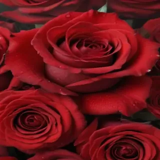 red rose background