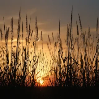 grass silhouette