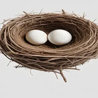 birds nest png