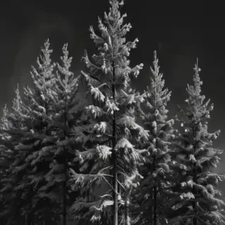 pine tree clipart black and white