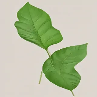 green leaf png
