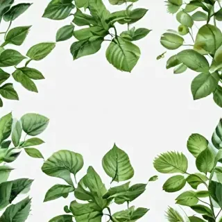 plant transparent background