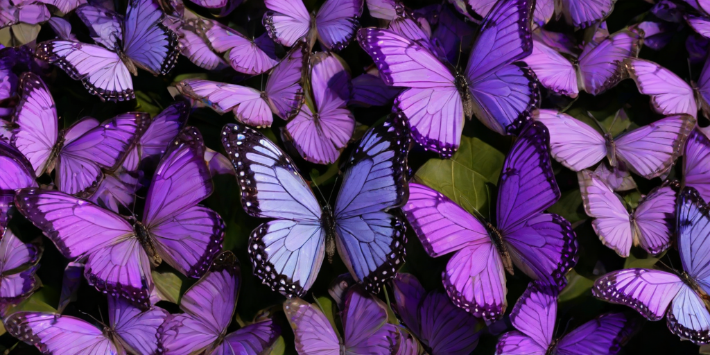 purple butterflies