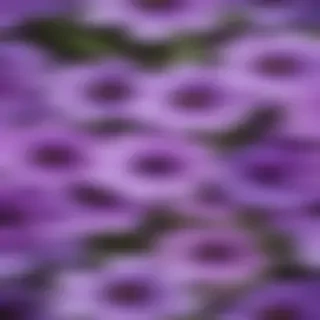 purple flowers transparent background