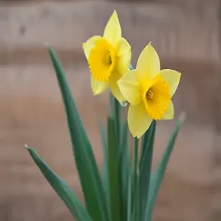 daffodil flower