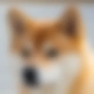 shiba dog
