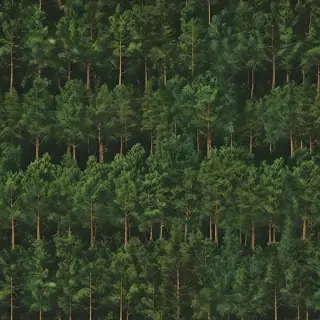 trees background