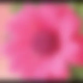flower pictures