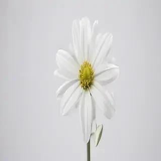 white background flower