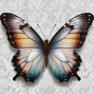 butterfly png transparent