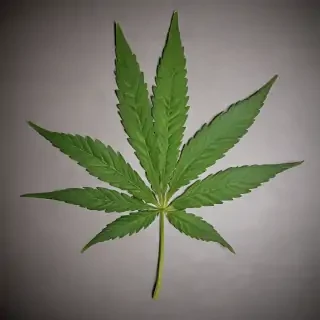 marijuana leaf
