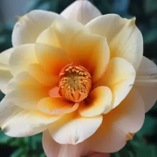 iphone flower wallpaper
