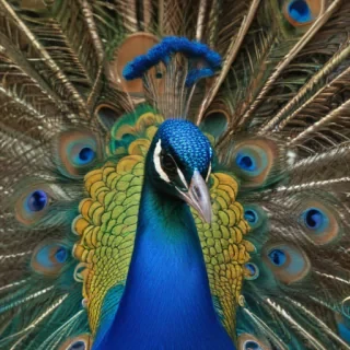 peacock png