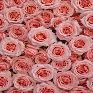 rose background
