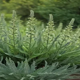 sage green photos