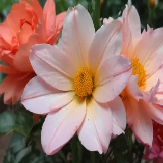flowers to draw in color