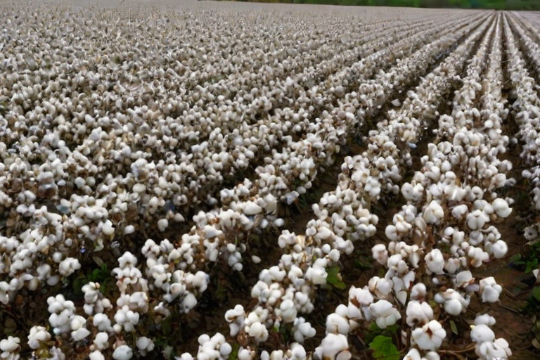 cotton fields