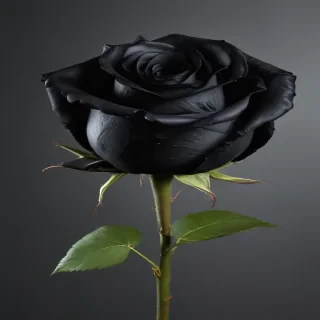 black rose png