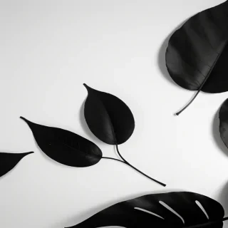 leaf white and black