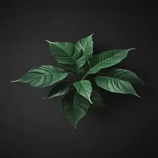 plant iphone wallpaper