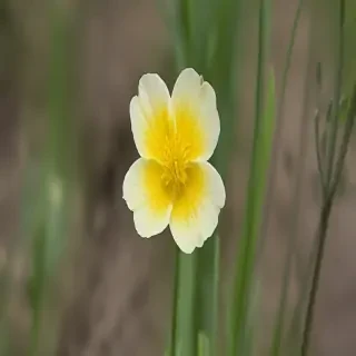 buttercup flower