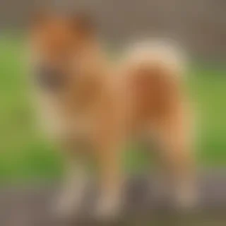 finnish spitz dog breed