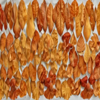 fall leaf png