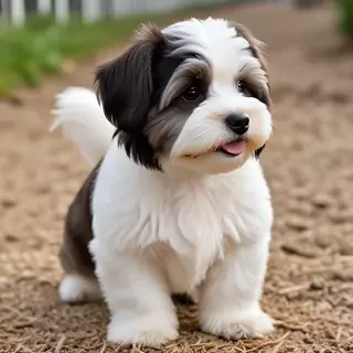 havanese dogs