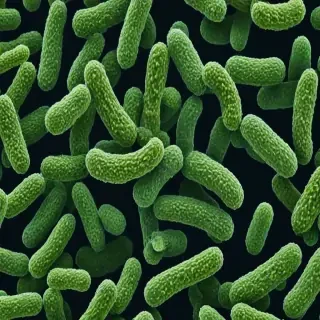 bacteria png