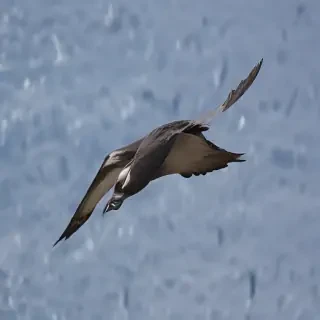 frigate bird