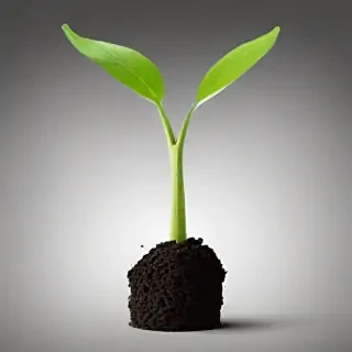 seedling png
