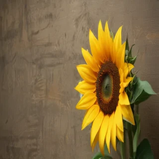 cute sunflower wallpaper