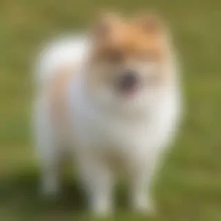 german spitz