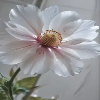 transparent flower outline