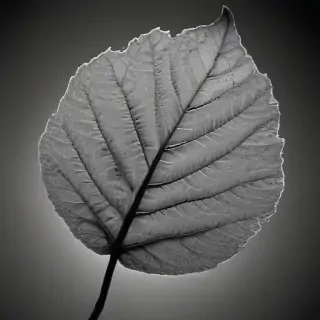 leaf images black and white
