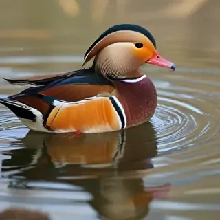 mandarin duck