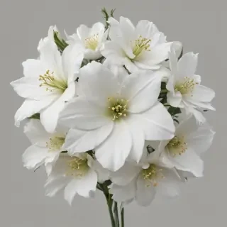 white flowers png transparent