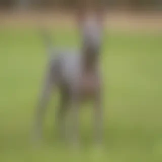 american hairless terrier