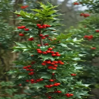 holly picture