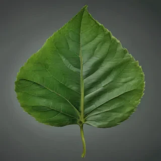 green leaf png