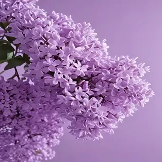 aesthetic lilac wallpaper